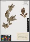 Foto von Salix appendiculata Vill. x Salix purpurea L.